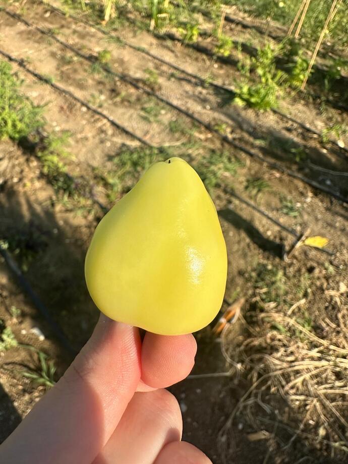 Şirinliğine bakın dışı sizi içi beni yakar ahahahahs bahçıvan olsa bahçe çok keyifli 🫠