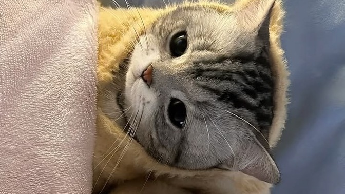 Uykun olduğu halde uyuyamadığın oluyor mu?