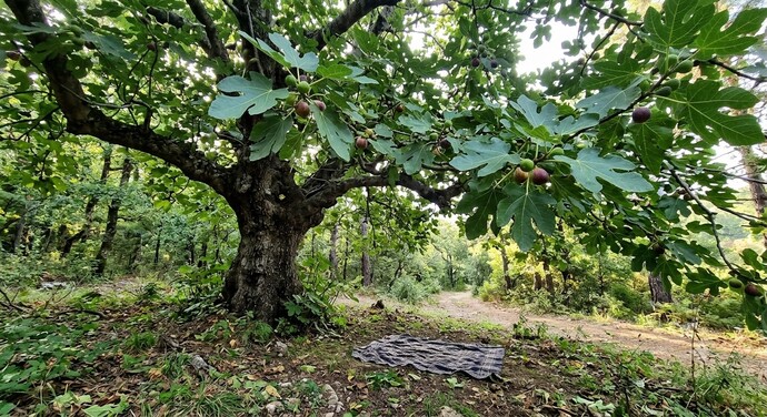 Sizin evinizin yakınlarında incir ağacı varsa açıklamayı okur musunuz?