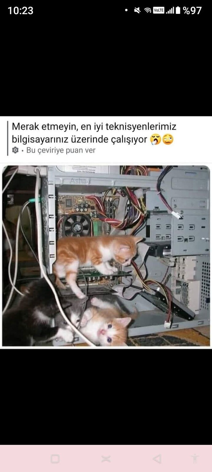 Kedileriniz olsa ismini ne koyardınız?