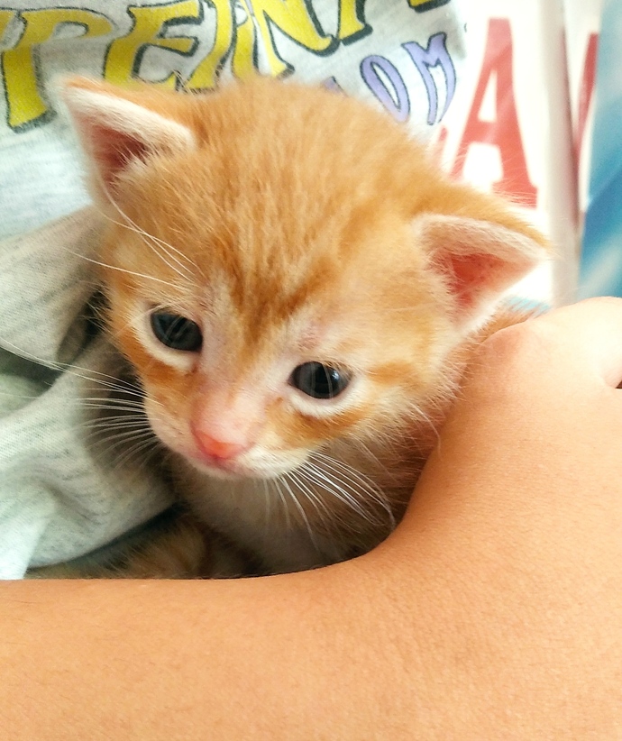 Yavru kedi severmisiniz 🍁 sizin en sevdiğiniz hayvan nedir?