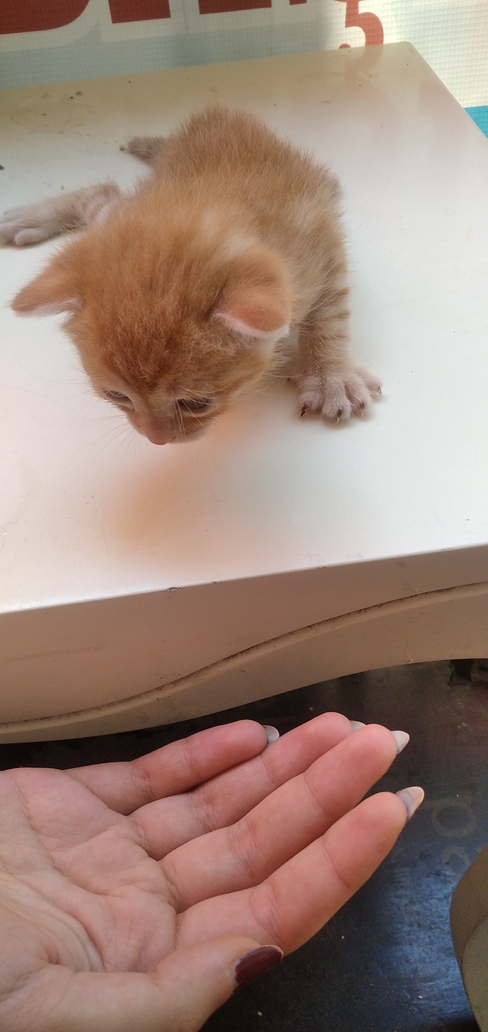 Yavru kedi severmisiniz 🍁 sizin en sevdiğiniz hayvan nedir?