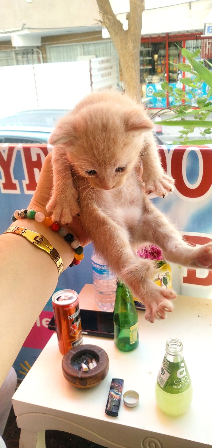 Yavru kedi severmisiniz 🍁 sizin en sevdiğiniz hayvan nedir?