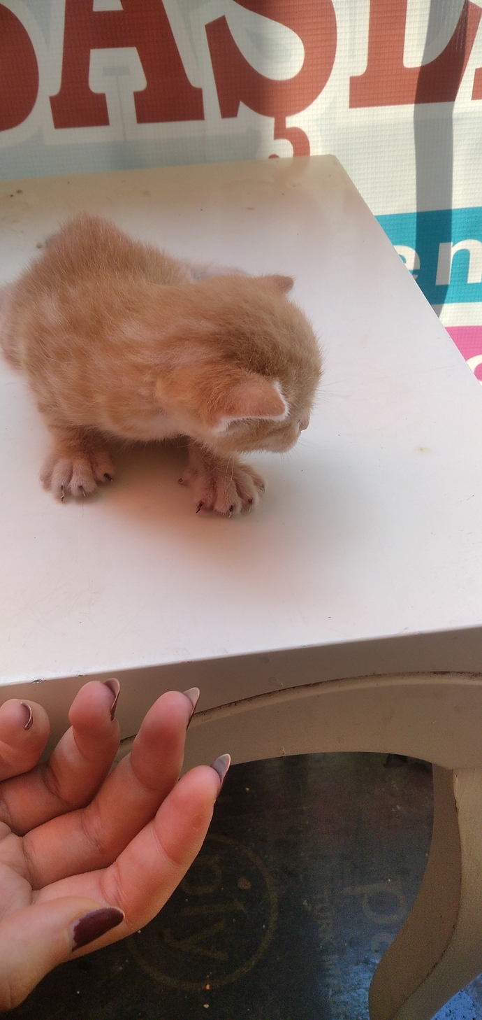 Yavru kedi severmisiniz 🍁 sizin en sevdiğiniz hayvan nedir?