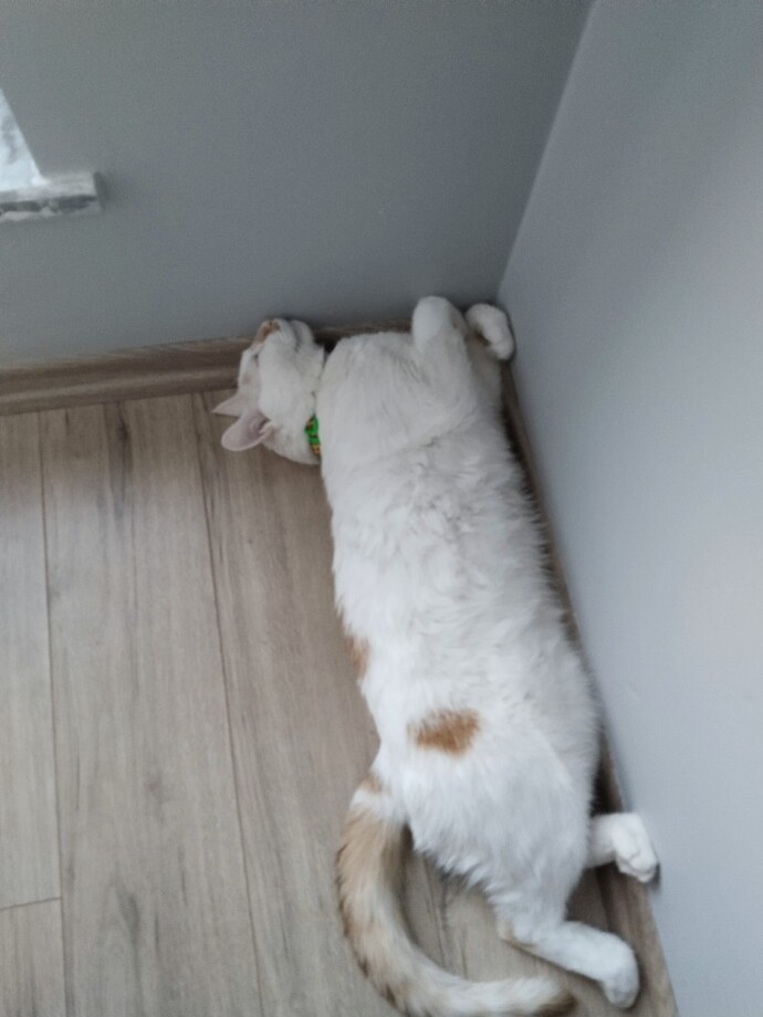 Yavru kedi severmisiniz 🍁 sizin en sevdiğiniz hayvan nedir?