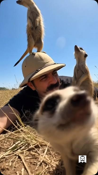 Yavru kedi severmisiniz 🍁 sizin en sevdiğiniz hayvan nedir?
