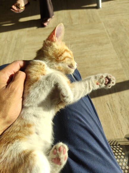 Yavru kedi severmisiniz 🍁 sizin en sevdiğiniz hayvan nedir?