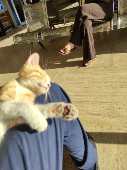 Yavru kedi severmisiniz 🍁 sizin en sevdiğiniz hayvan nedir?