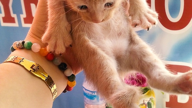 Yavru kedi severmisiniz 🍁 sizin en sevdiğiniz hayvan nedir?