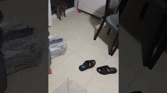 Kediler gerçekten top oynamayı sever mi, hangi oyuncaklara daha çok bayılırlar?
