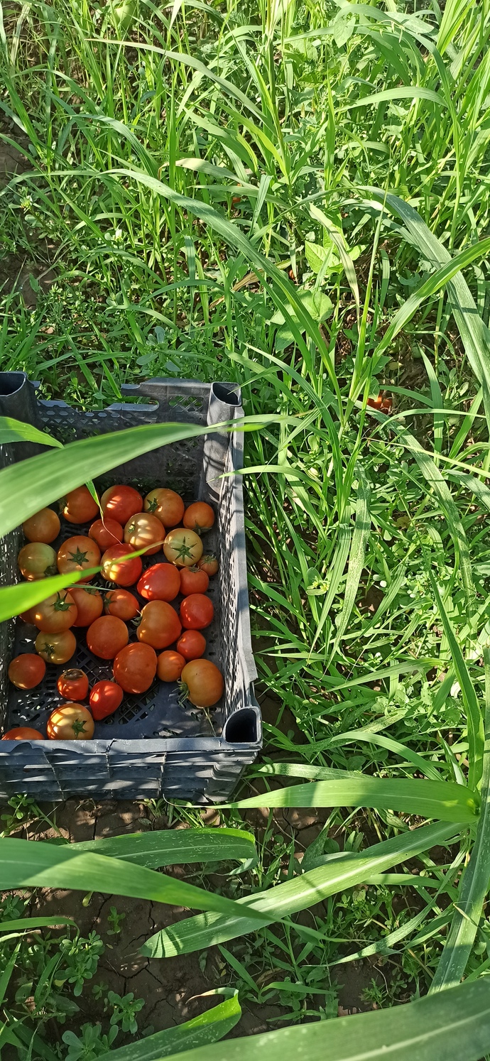Tarladan yeni toplanmış organik domates çekilişi yapsam katılır mıydın?