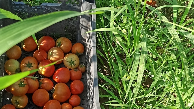 Tarladan yeni toplanmış organik domates çekilişi yapsam katılır mıydın?