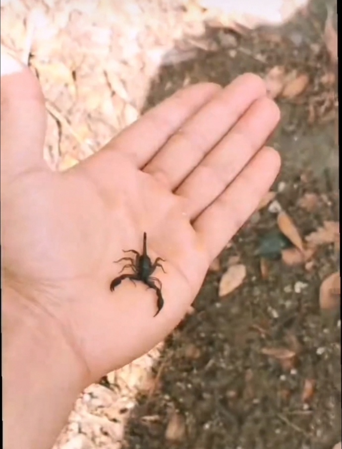 Sürüngenlerden tiksinir ve korkar mısınız yoksa size sevimli ve sevilebilir mi gelir?
