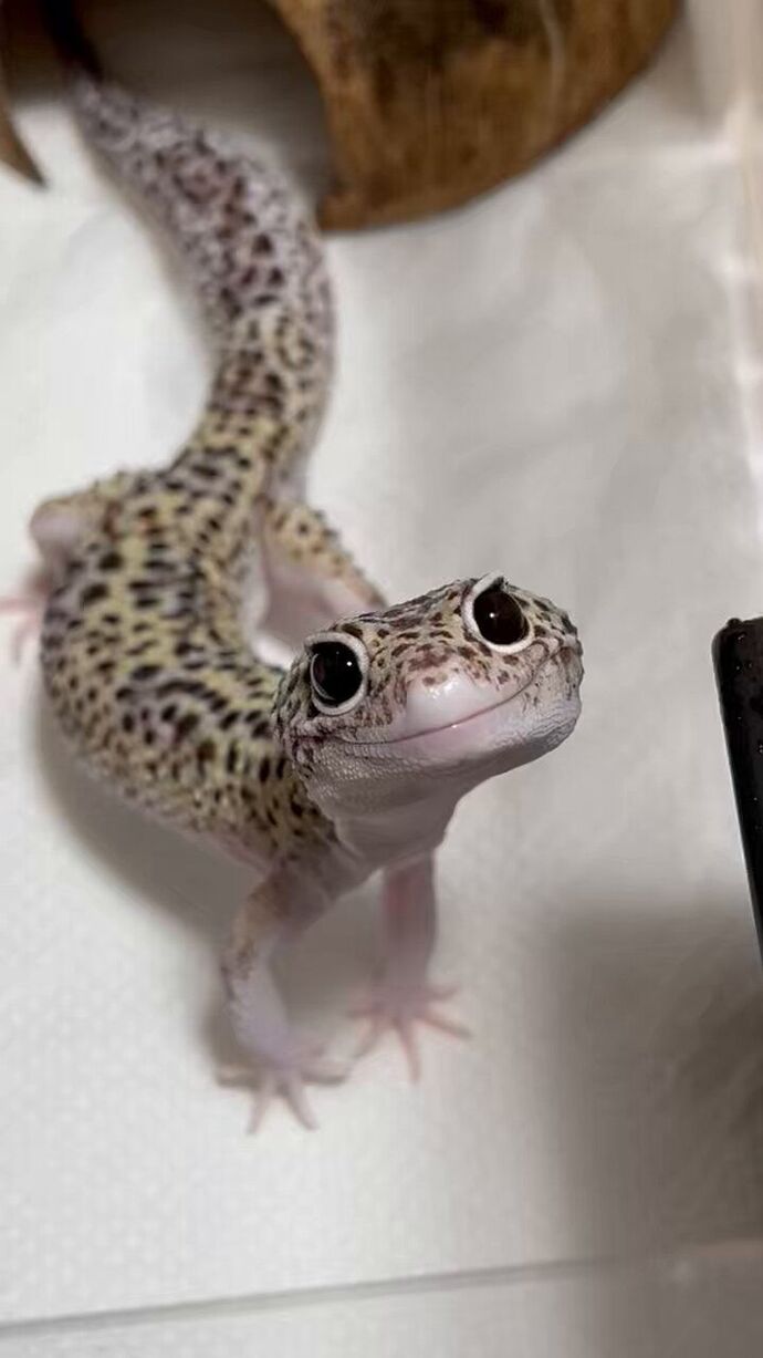 Ama ablası şunun tatlılığına bakar mısın 🥰 Gecko