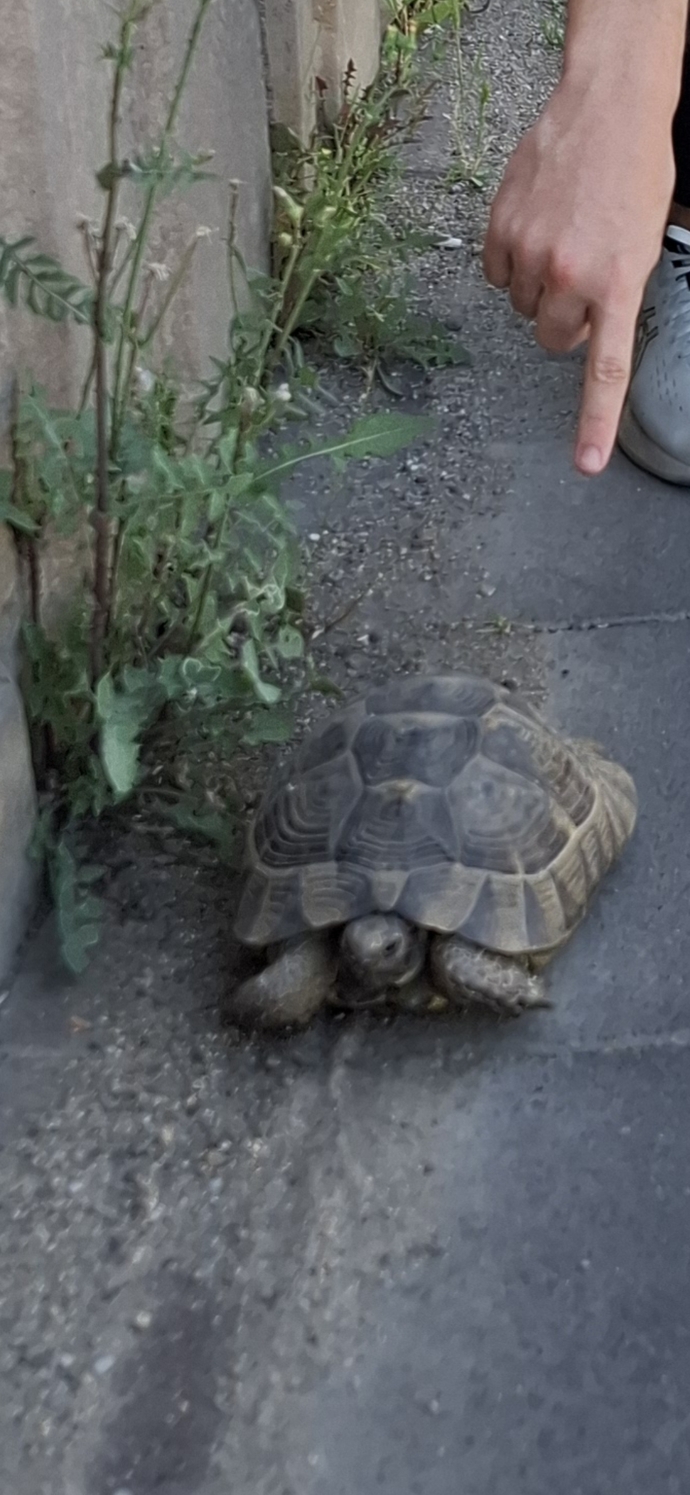 Kaplumbağalari sever misiniz🐢?
