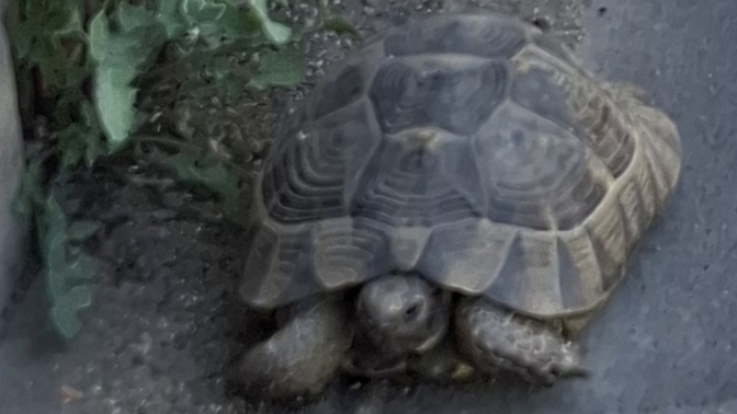 Kaplumbağalari sever misiniz🐢?