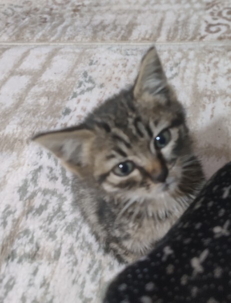 Bugün kediler günüymüş beslediğiniz kediniz var mı?