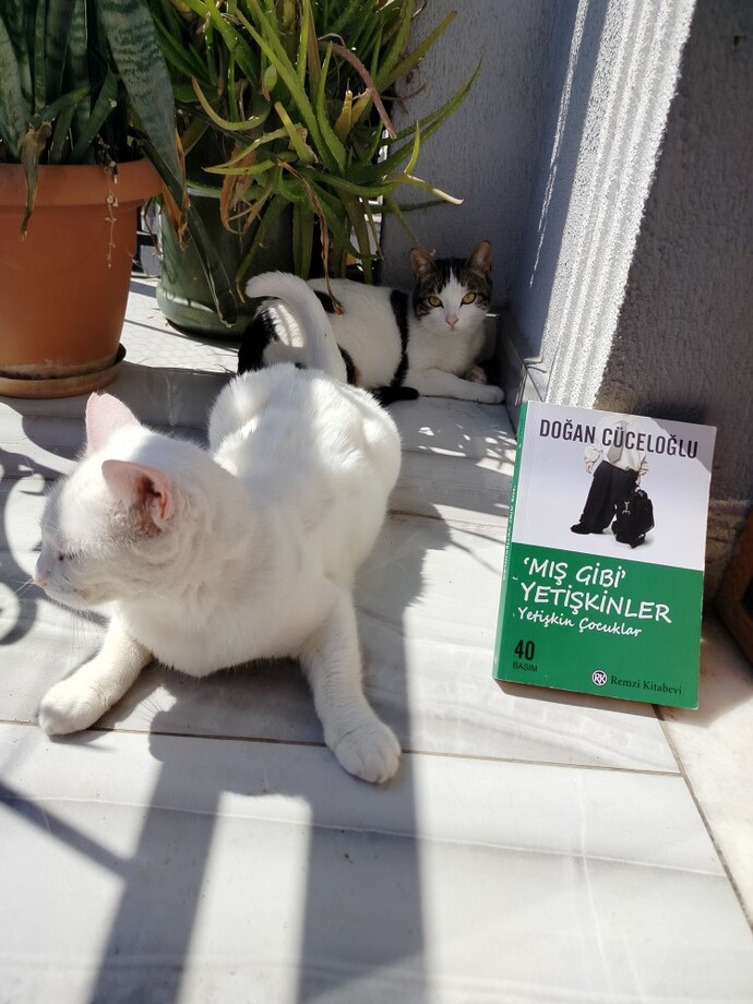 Bugün 8 Ağustos Dünya Kediler günü, patili dostunuz var mı?