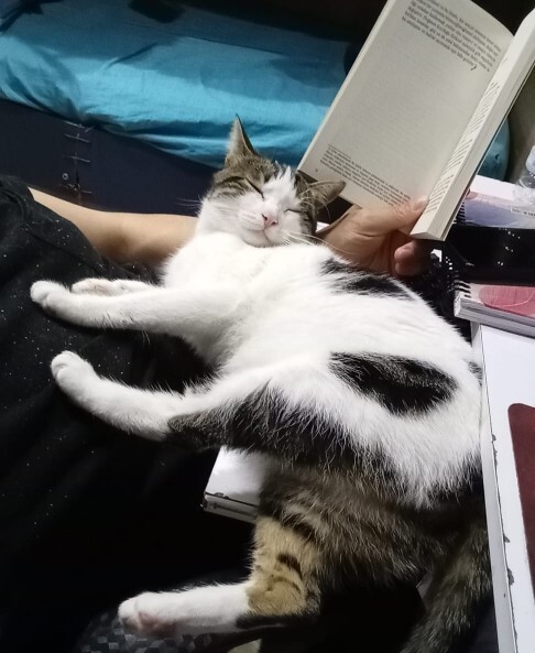 Bugün 8 Ağustos Dünya Kediler günü, patili dostunuz var mı?