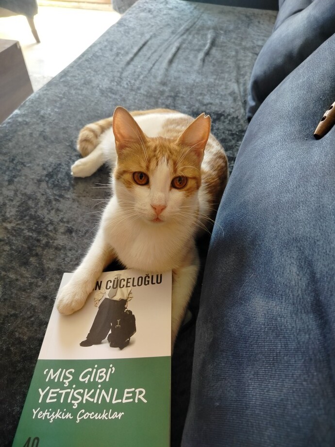 Bugün 8 Ağustos Dünya Kediler günü, patili dostunuz var mı?