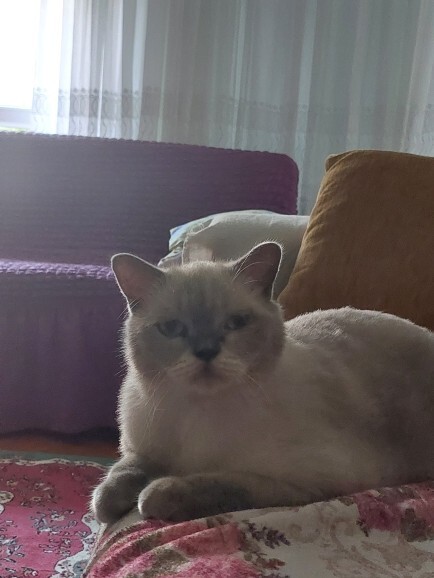 British Shorthair kedi sahiplenmek isteyen var mı, aramızda alan oldu mu?