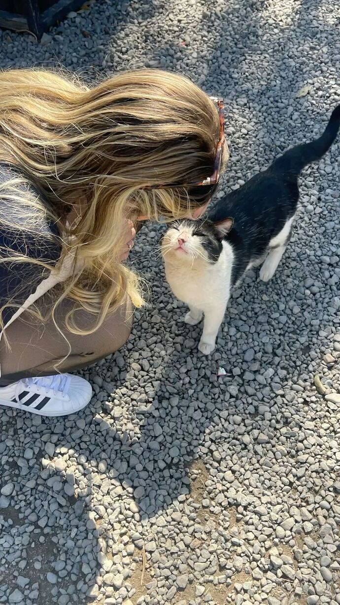 8 Ağustos dünya kedi günü kediler sizin için ne ifade ediyor?