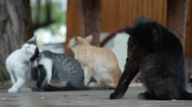 🐈 🐈⬛ 🐱 🔥❤️🚀