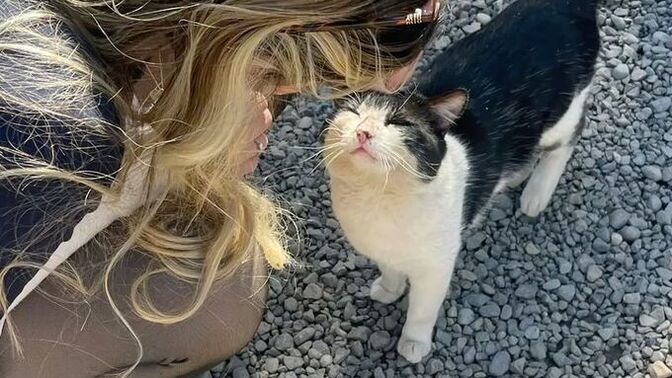 8 Ağustos dünya kedi günü kediler sizin için ne ifade ediyor?