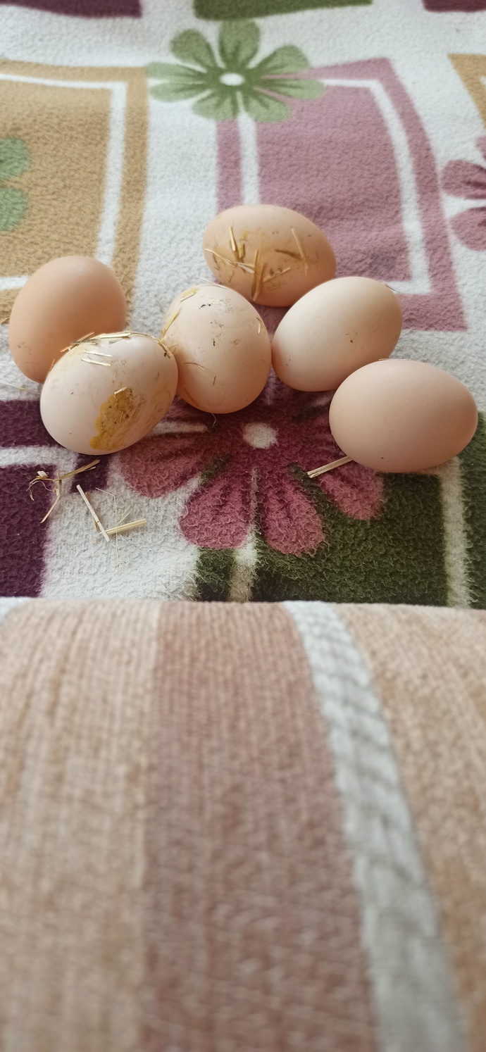 Doğal beslenme konusunda imkanınız var mı?
