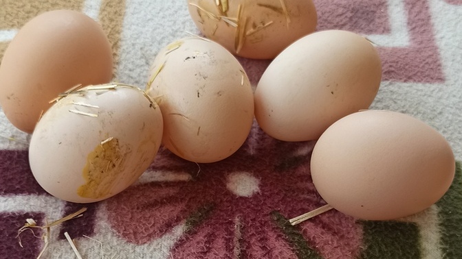 Doğal beslenme konusunda imkanınız var mı?