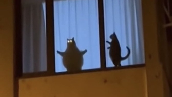 Aşk zeki insanlara göre değil değil mi?
