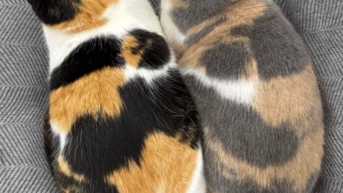 Hayatınızda kaos var mı?
