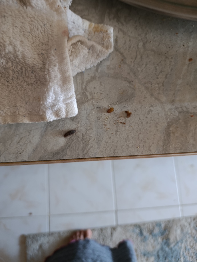 Evde aniden ortaya çıkan çok bacaklı böceklerden nasıl kurtulurum, tekrar çıkmasını nasıl engellerim?