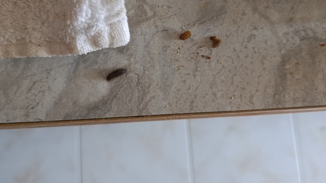 Evde aniden ortaya çıkan çok bacaklı böceklerden nasıl kurtulurum, tekrar çıkmasını nasıl engellerim?