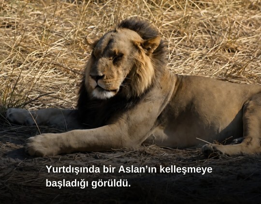 Benzetme çok da yersiz olmamış sanki, öyle değil mi🤭🤭?