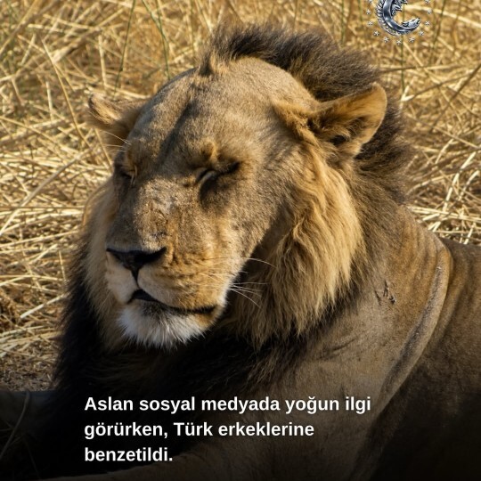 Benzetme çok da yersiz olmamış sanki, öyle değil mi🤭🤭?