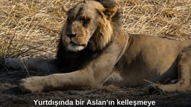 Benzetme çok da yersiz olmamış sanki, öyle değil mi🤭🤭?