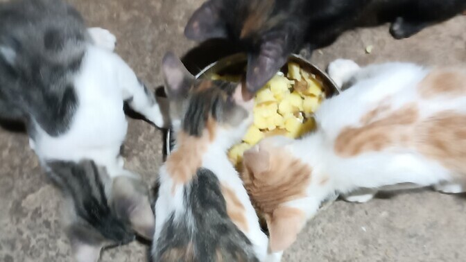 Siz de haşlanmış patates sever misiniz?