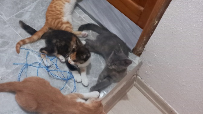 Evinizde kaç tane tatlı deliler var😂?