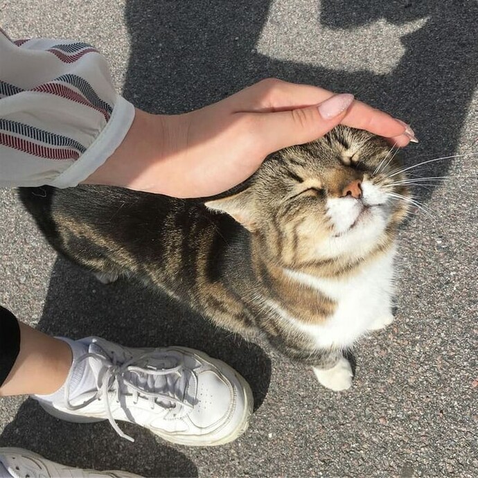Siteden kiminle kedi sevmek istersin?
