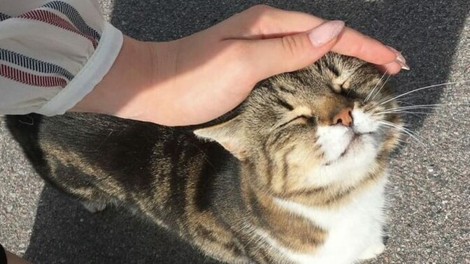 Siteden kiminle kedi sevmek istersin?