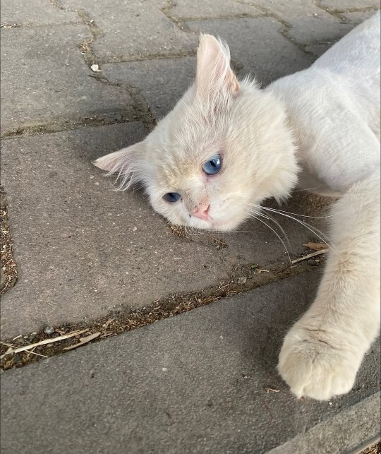 Hayvanlar da depresyona girer mi, hayvanlarda depresyon belirtileri neler?