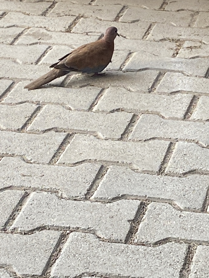 Hayatınızda hangi kuşun etini yediniz?