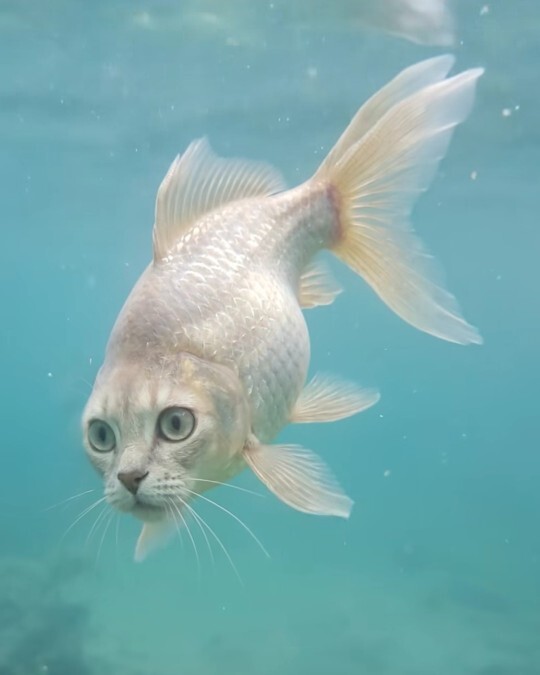 Kedi balığımı sana emanet etsem benim için bakabilir miydin?