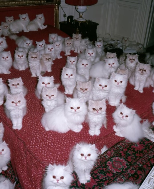 Kedi balığımı sana emanet etsem benim için bakabilir miydin?
