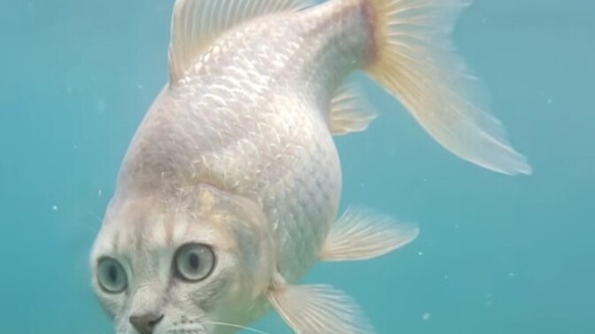 Kedi balığımı sana emanet etsem benim için bakabilir miydin?