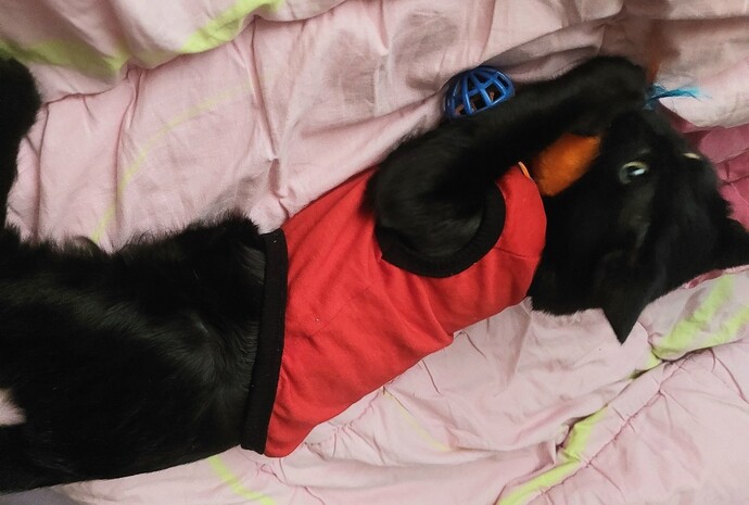 Kitaplığı üstüme devirdim, nereye saklansam🐈⬛?