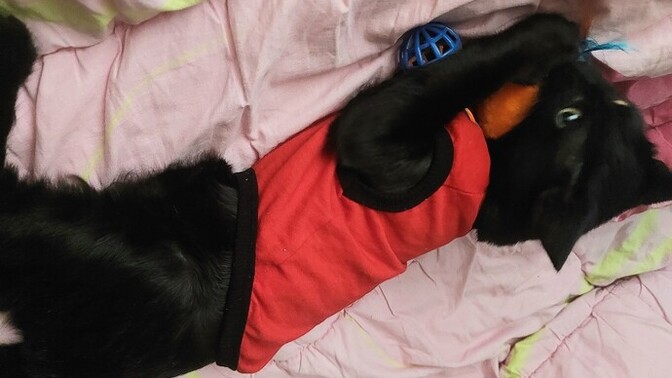 Kitaplığı üstüme devirdim, nereye saklansam🐈‍⬛?