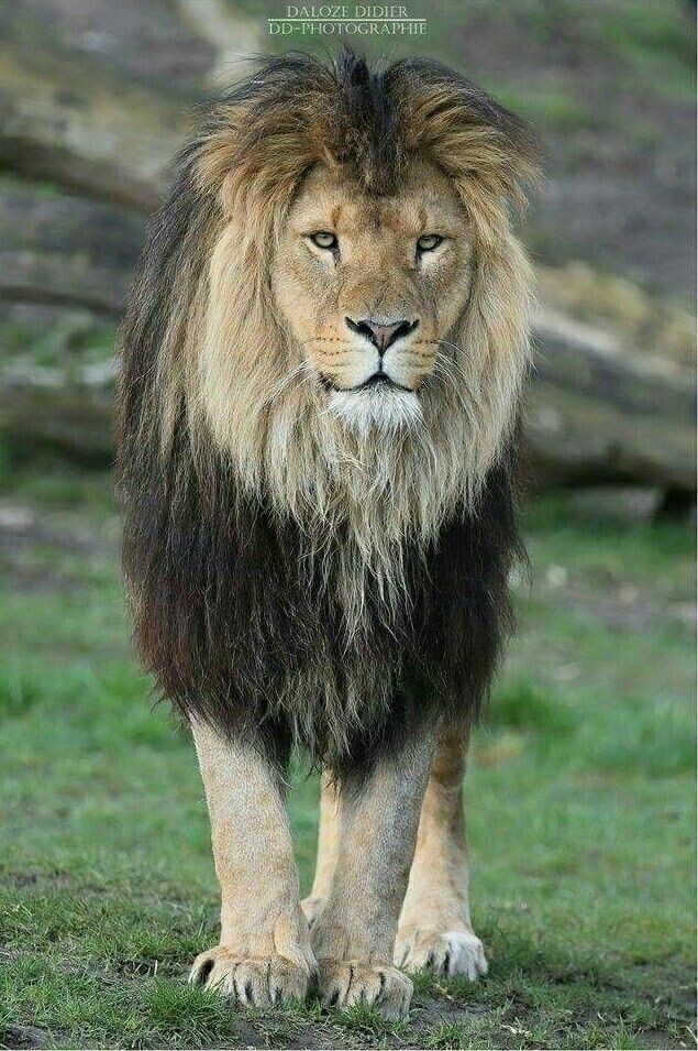 Aslan Burcu olarak bugun acayip kendimi övesim var tüm aslanların doğum günü kutlu olsun kendimi yiyesim var canım kendim 😘🤣👌?