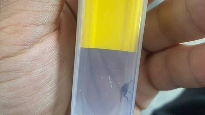 Sinek yakalayabiliyor musunuz?